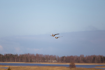 Two beautiful geese flying in an early spring landscape