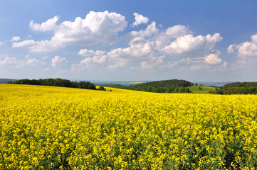 Obraz premium Rapsfeld im Thüringer Wald