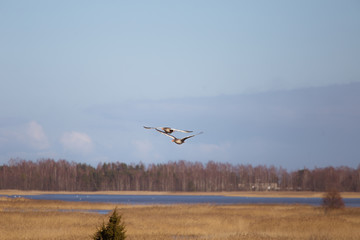 Two beautiful geese flying in an early spring landscape