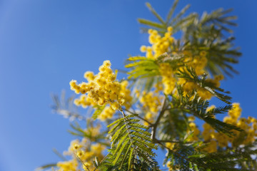 Yellow fluffy flowers mimosa is blooming in spring on background of blue sky.