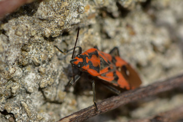 Weisspunktbodenwanze
