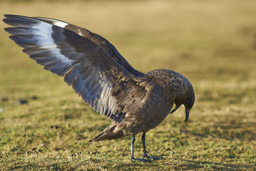 Falkland Skua (Catharacta antarctica) with wings outstretched on Bleaker Island in the Falkland Islands.
