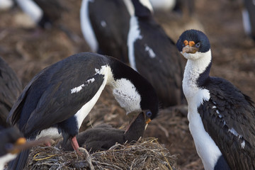 Imperial Shag (Phalacrocorax atriceps albiventer) feeding its chick on the edge of a large colony on Bleaker Island in the Falkland Islands.