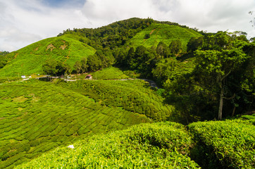 Green tea plantation on mountain at Cameron highland