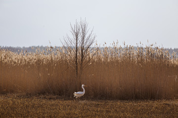 A beautiful white heron standing on the shore of a lake with reeds