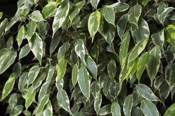 Sheet tree background