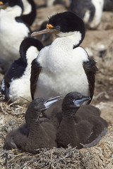 Imperial Shag (Phalacrocorax atriceps albiventer) with chicks on Sealion Island in the Falkland Islands