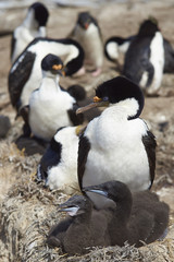 Fototapeta premium Imperial Shag (Phalacrocorax atriceps albiventer) with chicks on Sealion Island in the Falkland Islands