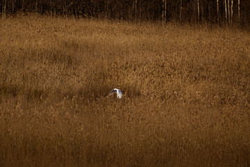 Obraz na płótnie Canvas A beautiful white heron flying near the shore of a lake with reeds