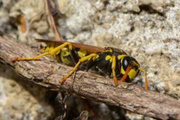 Wespe im Frühling