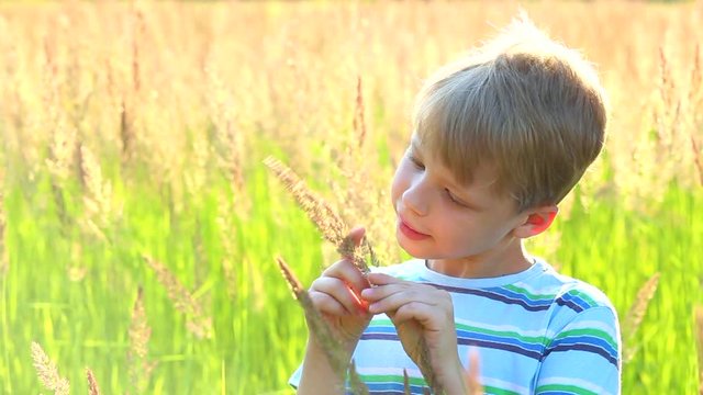 Closeup portrait of funny little kid playing outside in sunny summer meadow. Child looks at beautiful golden grass and carefully touches it while exploring. Real time full hd video footage.