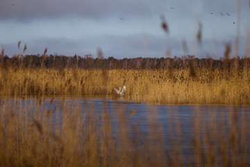 A beautiful white heron flying near the shore of a lake with reeds