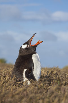 Gentoo Penguin (Pygoscelis papua) in a meadow of grass on Sealion Island in the Falkland Islands.