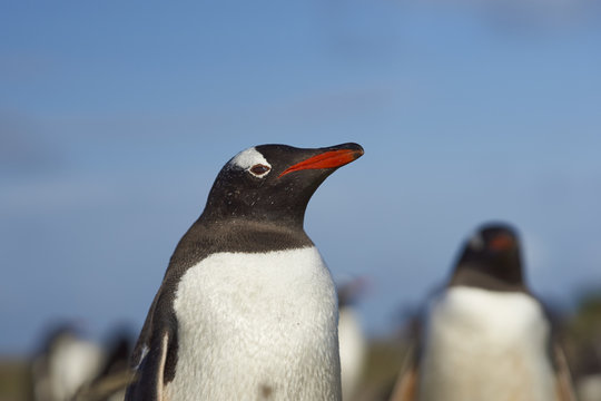 Gentoo Penguin (Pygoscelis papua) on Sealion Island in the Falkland Islands.