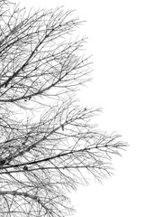 branches sèches de pin sur fond blanc 