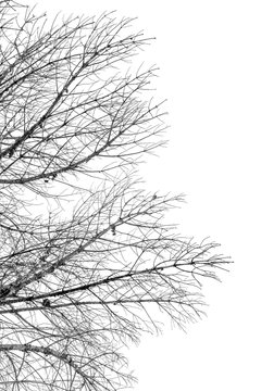 branches sèches de pin sur fond blanc 