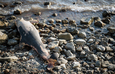Dead dolphin on the shore