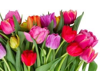 fresh pink, purple and red tulips flowers isolated on white background