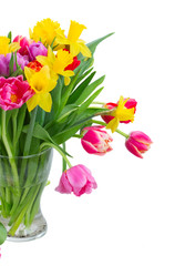 fresh pink, purple and red tulips and yellow daffodils in vase close up isolated on white background