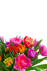Obraz na płótnie Canvas fresh pink, purple and red tulips with green leaves isolated on white background