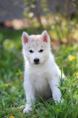 Siberian Husky puppy