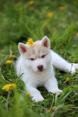 Siberian Husky puppy