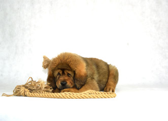 0280 - Mastiff Tybetański © DesignArt.pl