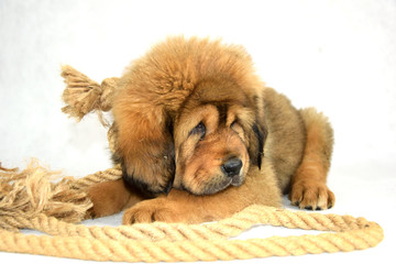 0280 - Mastiff Tybetański © DesignArt.pl