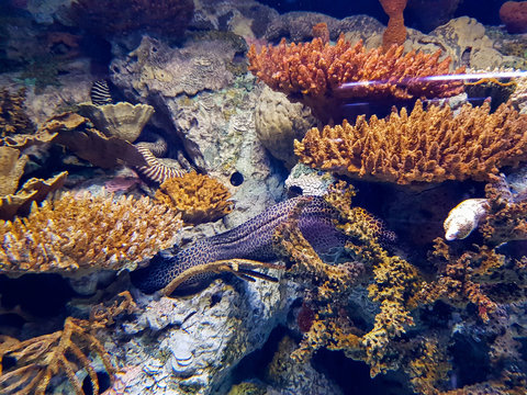 Ocean&aacute;rio Lisboa
