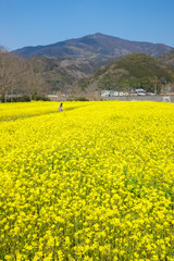 菜の花畑（愛媛県大洲市）