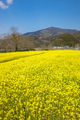 菜の花畑（愛媛県大洲市）