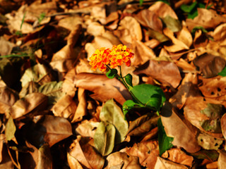 sunset flower