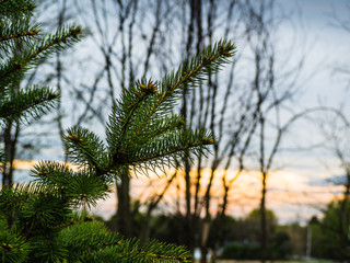 A branch of pine