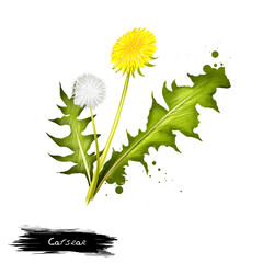 Fototapeta premium Cat's ear grass and flower isolated on white. Hand drawn illustration of hypochaeris genus of plants in dandelion family. Flower head with yellow ray florets. Digital art with paint splashes effect.