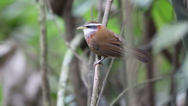 Streak-breasted scimitar babbler (Pomatorhinus ruficollis) in Tam Dao, North Vietnam