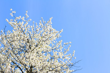 Blooming tree with apple flowers blossom on clear blue sky background