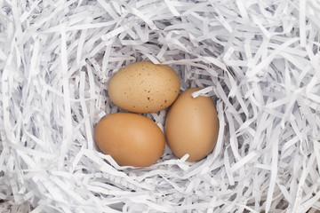 chicken eggs in nest