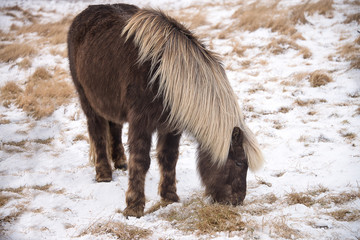 Iceland horses in the snow, winter - March 2017