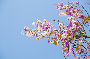 Lagerstroemia loudonii flower tree on blue sky background
