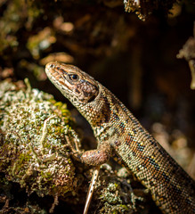 Common lizard, Zootoca vivipara