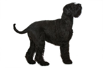 Riesenschnauzer
