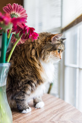Closeup portrait of calico maine coon cat lying on table looking outside by flowers in vase