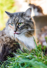 Fototapeta premium Closeup portrait of calico maine coon cat outside eating green grass