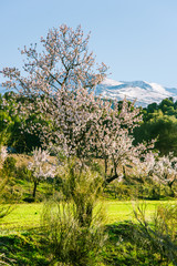 Blooming almond tree and snowy mountains in back