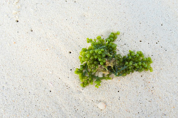 Green Caviar on the sunrise beach, Satun Province, Thailand