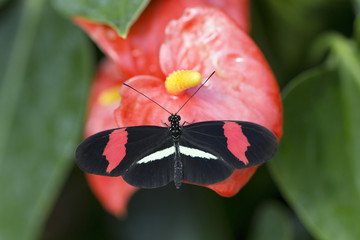 Papillon rouge et noir posé sur une fleur