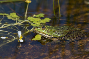 Green frog in the pond