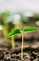 Green Sprout With Leaf, Leaves Growing. Spring, Concept Of New Life