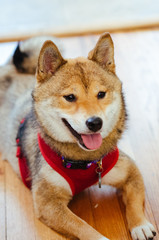 A Shiba Inu puppy
