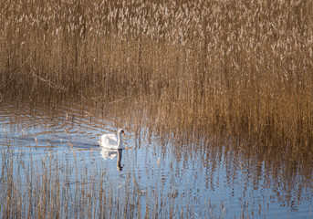 A beautiful white swan swimming in a lake with reeds